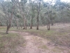 Naarun Camp Site 1