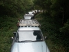 Traffic Jam in the Forest