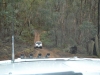 Tallarook State Forest